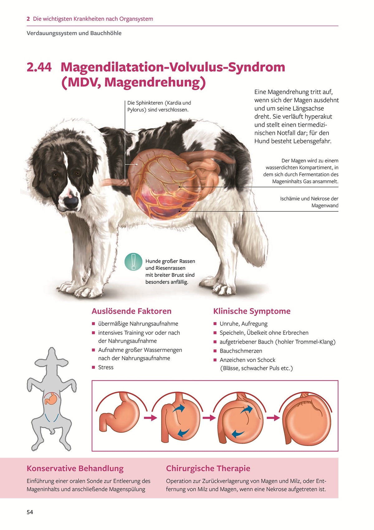 Demonstrationstafeln für die Kleintierpraxis Hunde