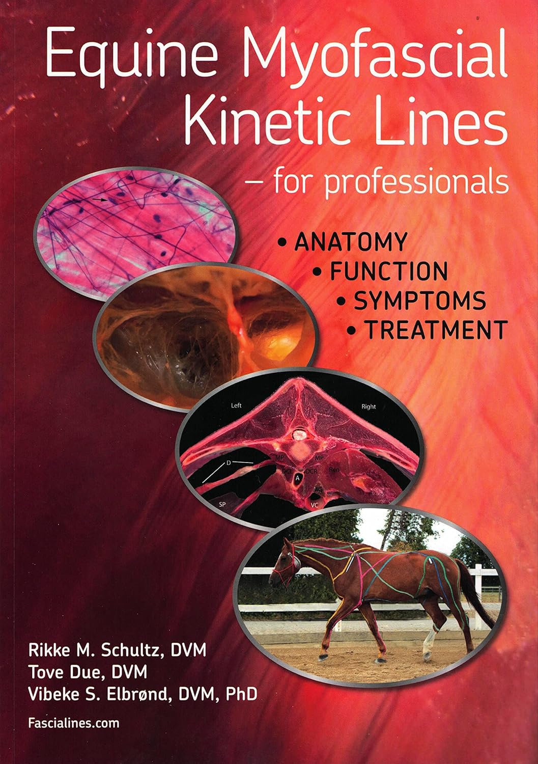 Equine Myofascial Kinetic Lines - for professionals