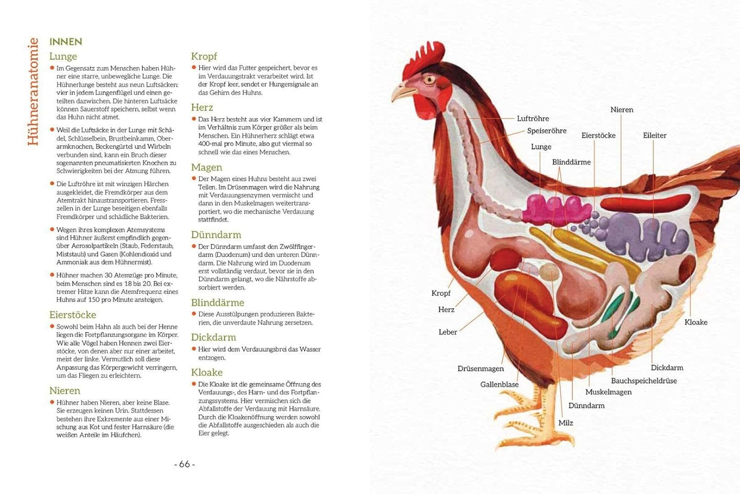 How to Read a Chicken's Mind