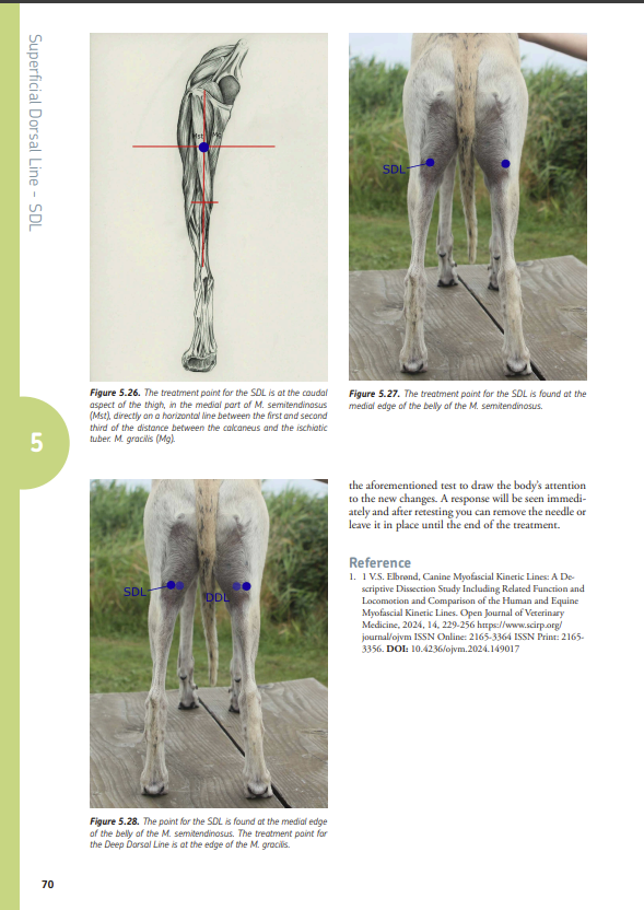 Canine Myofascial Kinetic Lines – for professional