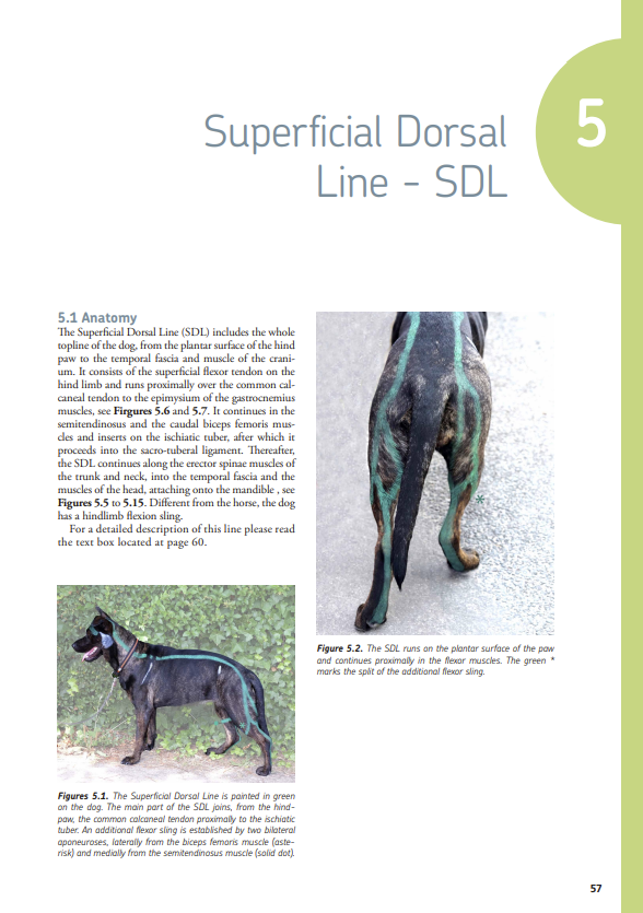 Canine Myofascial Kinetic Lines – for professional