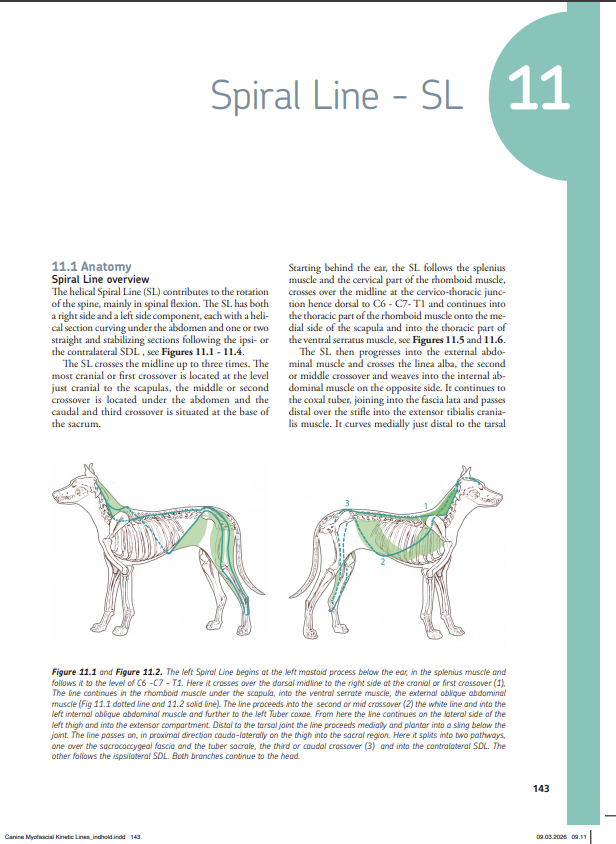 Canine Myofascial Kinetic Lines – for professional