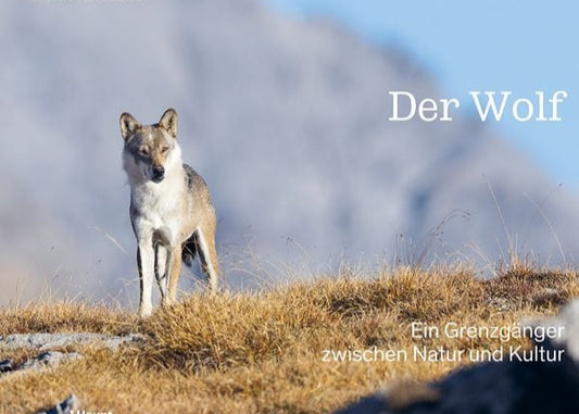 Der Wolf: Ein Grenzgänger zwischen Natur und Kultur