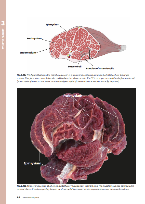 Atlas of the Equine and Canine Fascia System